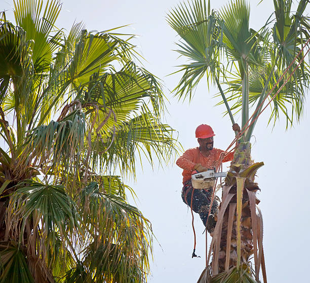 Trusted Leonardo, NJ Tree Services Experts