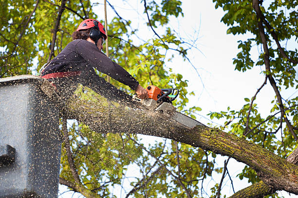 How Our Tree Care Process Works  in  Leonardo, NJ